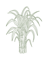 Sugar Cane Plant Silhouette Style, Green Stalks and Leaves, Agriculture Crop, Vector Illustration