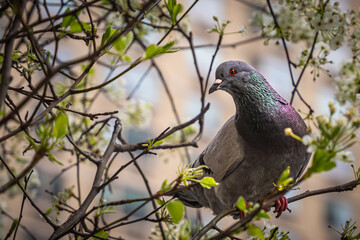 Pigeon perched on a branch