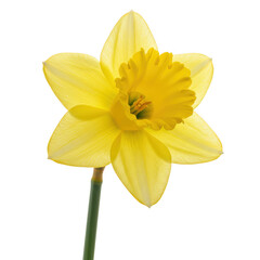 Fototapeta premium A single bright yellow daffodil flower with a green stem isolated on transparent background