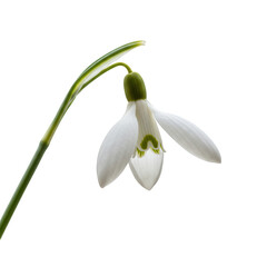 Fototapeta premium Delicate white snowdrop flower with green accents isolated on transparent background