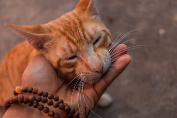 orange stray cat getting pet by brown hand 