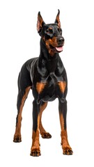 Obraz premium Black and Tan Dog Portrait