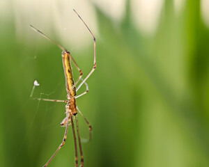 Close-up of a long jaw ball weaver spider, spider detail on silk web. Tetragnatha