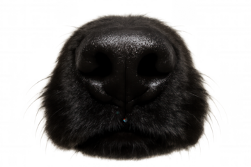 Shiny black dog nose close-up isolated on transparent background, perfect for creative projects