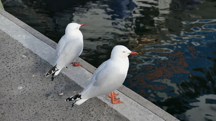 Silver Gull Perched at Hobart Port, Tasmania, Australia