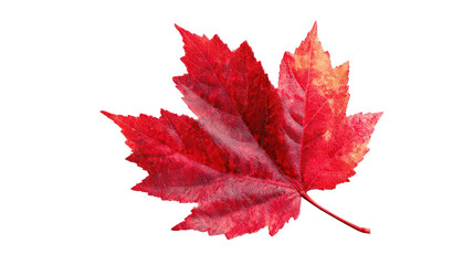 Autumn Maple Leaf in Red Color Isolated on Transparent Background