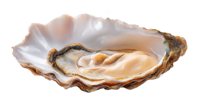 Single Raw Oyster in its Shell,gourmet fried seafood meal with a pearl and agate stone on a white background.