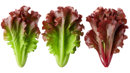 Three Heads of Red Leaf Lettuce.