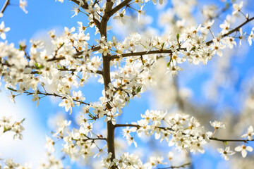 Beautiful blossoming tree branches against blue sky background, closeup