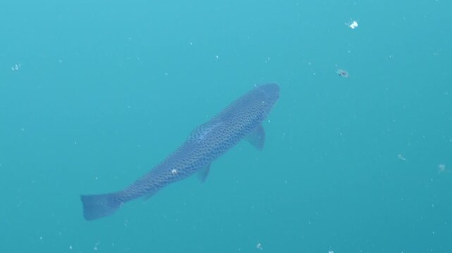 Spotted fish gracefully swimming under turquoise colored lake water