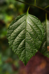 Skin of Nature