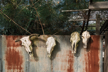 Three animal skulls are mounted on a corrugated metal fence, set against a backdrop of foliage.
