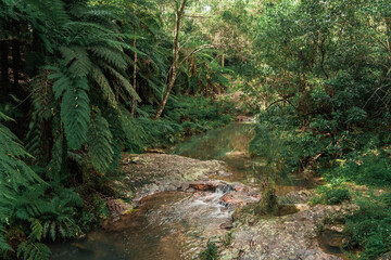 Springbrook National Park, Queensland, Australia