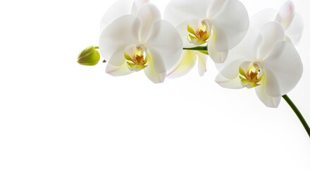 Obraz premium The Beauty of Phalaenopsis Orchids: A Journey Through Nature's Blossoming Flora and the Art of Caring for Blooming Flowers