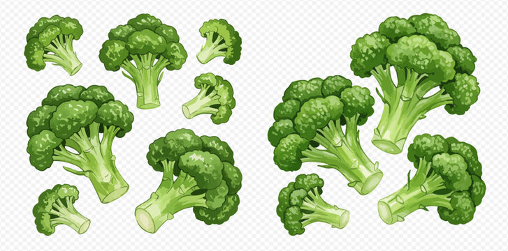A detailed collection of fresh green broccoli illustrations, including whole heads and cut florets.