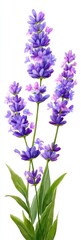 Obraz premium Vibrant purple lavender sprigs against white