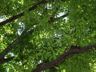 木漏れ日の新緑