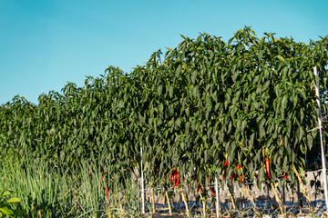 Red and green pepper grows in the garden, nature.