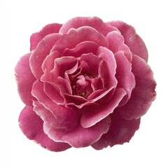 Close-up of a single, vibrant pink rose, centered against a pure white background.  The rose's many petals are layered and ruffled, displaying a soft, deep pink hue that lightens toward the edges.  