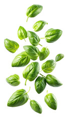 Fototapeta premium flying fresh basil leaves isolated on transparent white background, clipping path
