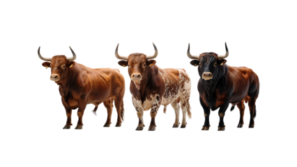 Three Powerful Fighting Bulls Stand Proudly on a Transparent Background Displaying Their Magnificent Horns and Muscular Bodies