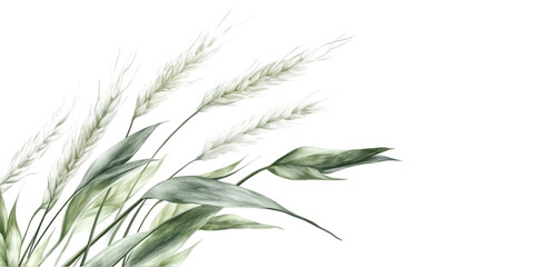 Obraz premium Wheat Plant Stalk Isolated on Transparent Background