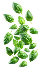 flying fresh basil leaves isolated on transparent white background, clipping path