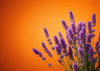 Fototapeta premium Lavender blooms on a vibrant orange background