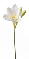 A single white freesia flower in top view with delicate petals and a slender stem