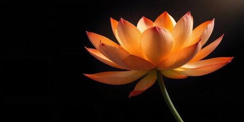 Elegant orange lotus flower on black background