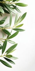 Olive tree branch with lush green leaves against a clean white background