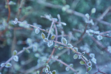 Winter Frost
