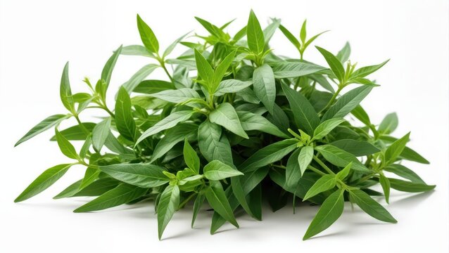 Andrographis Paniculata Herb on a white background