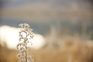 Wintery landscape, New Zealand Lake front