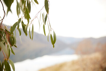 Gum tree leaf eucalyptus over mountains backdrop with soft focus 