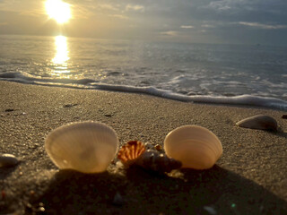 sea shell on the beach