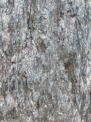 bark of a tree