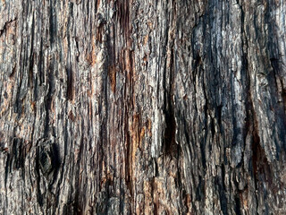 tree bark texture