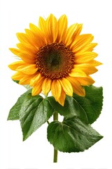 Obraz premium Single sunflower, bright yellow petals, dark center, green leaves, isolated on white