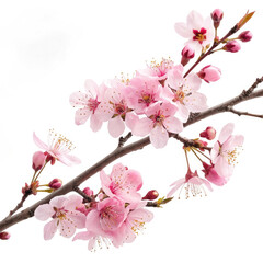 cherry blossom isolated on white