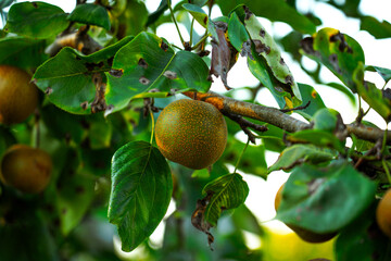 Asian nashi pears on a tree in bright summer sunlight at a home garden