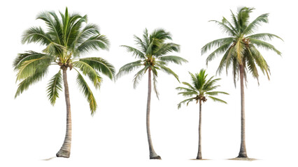 Coconut palm tree PNG set isolated, perfect for tropical designs.
