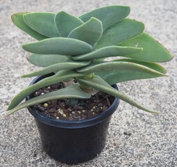 Crassula perfoliata var. minor mature succulent plant