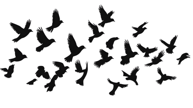 black silhouette flock of birds backlit Isolate on transparent background .png