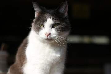 cute cat looking away from the camera