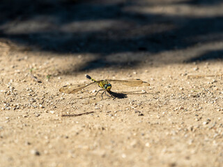 地面に降りたトンボ