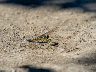 地面に降りたトンボ