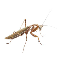 Close-up of Grasshopper Insect on White Background with Details