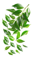 Flying Fresh Green Curry Leaves with Natural Texture and Herbal Aroma isolated on transparent white background, clipping path