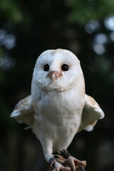 Fototapeta premium white owl looking towards the camera